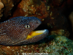 Happy Eel taken at Ras Mohammed Nationl Park, Egypt with ... by Kevin Lee Pagan Rios 